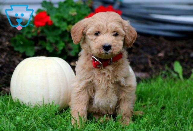 a mini goldendoodle puppy for sale