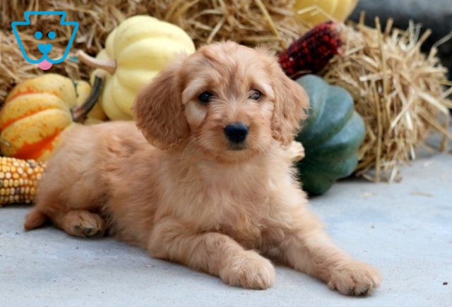 a mini goldendoodle puppy for sale