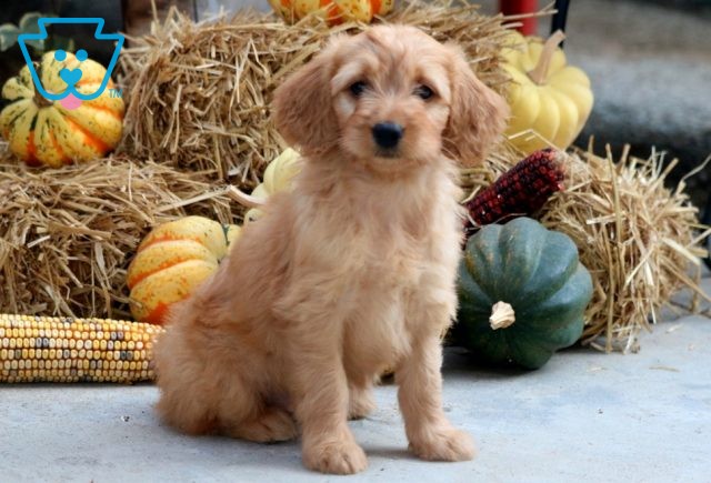 Ellie Mini Goldendoodle 1-001