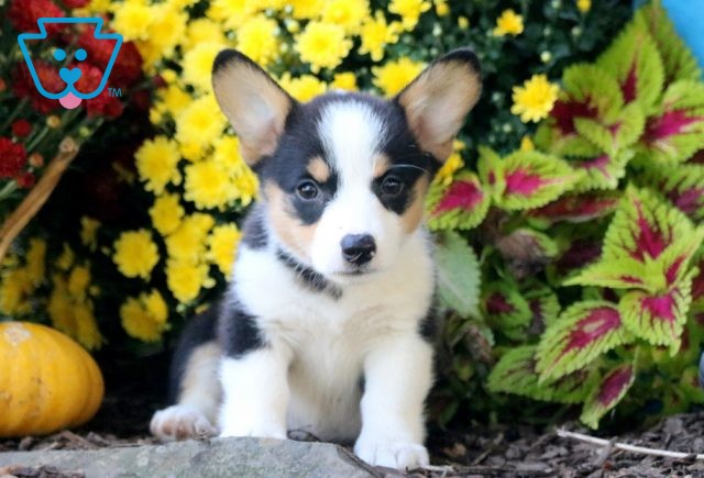 Fatasia Welsh Corgi 1-001