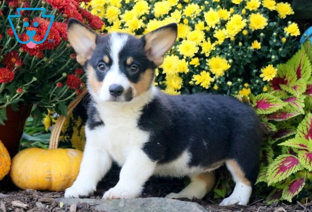 Fergi Welsh Corgi 1-001