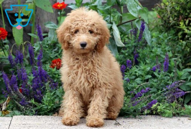 a mini goldendoodle puppy for sale