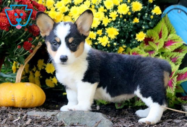 Flower Welsh Corgi 1-001