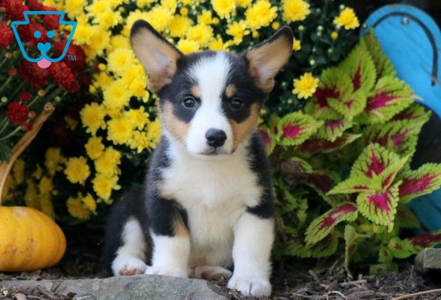 Frisbee Welsh Corgi 1-001