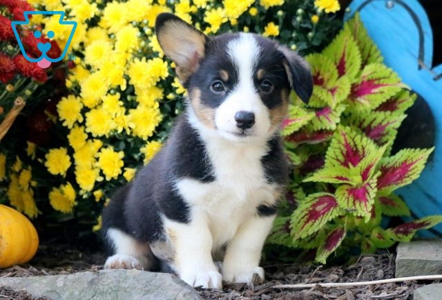 Froggy Welsh Corgi 1-001