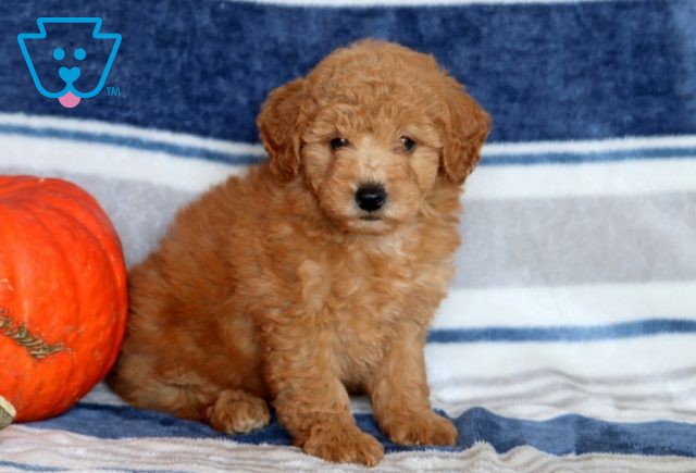 Gordon Mini Poodle 1-001