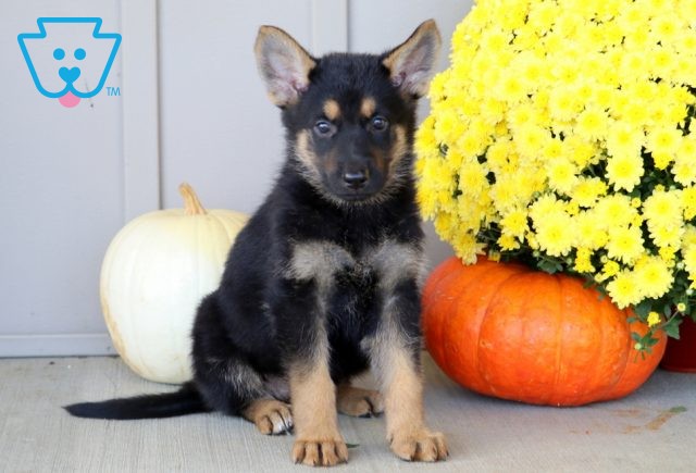 a german shepherd puppy for sale