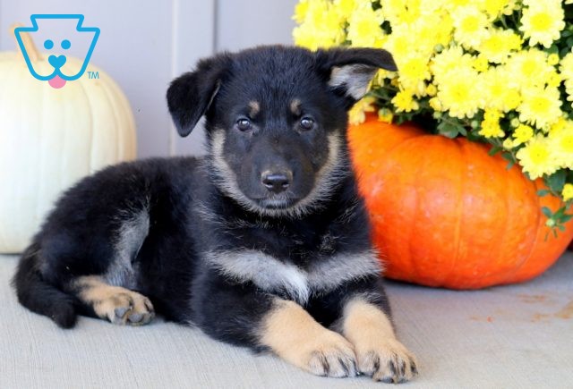 a german shepherd puppy for sale