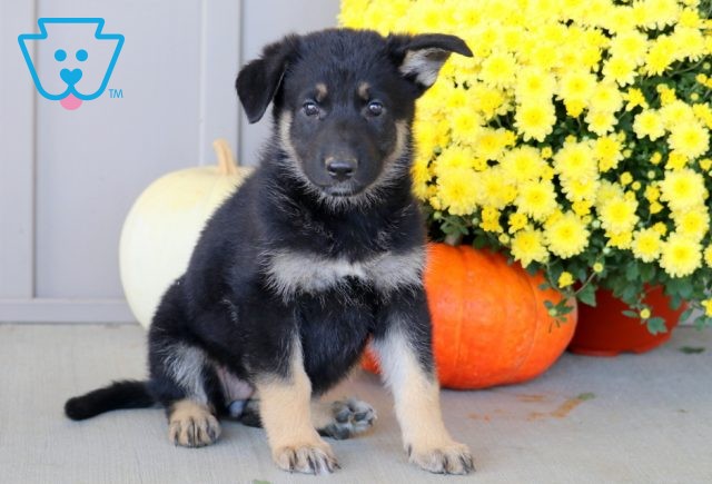 Hatti German Shepherd 1-001