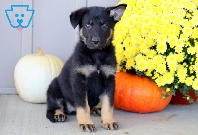 a german shepherd puppy for sale