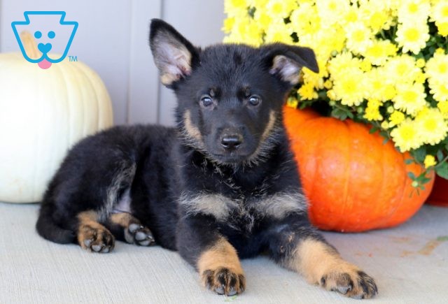 a german shepherd puppy for sale