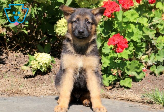 Jace German Shepherd 1-001