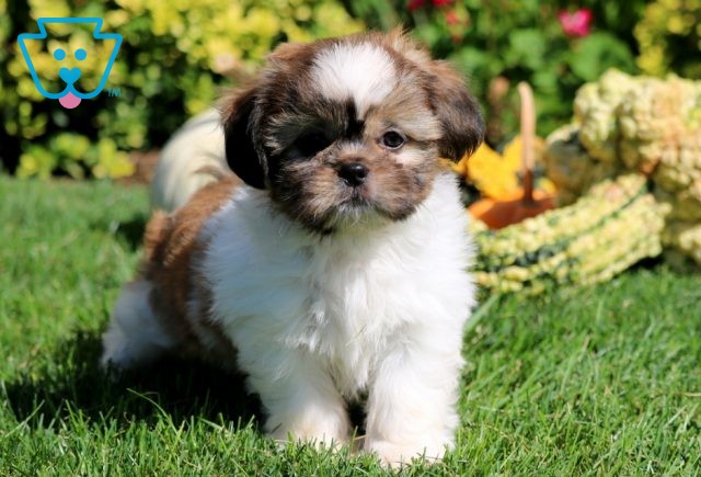 Jasper Shih Tzu 1-001