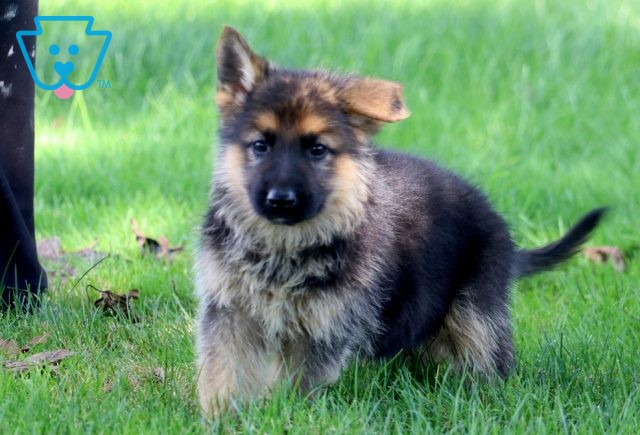 a german shepherd puppy for sale