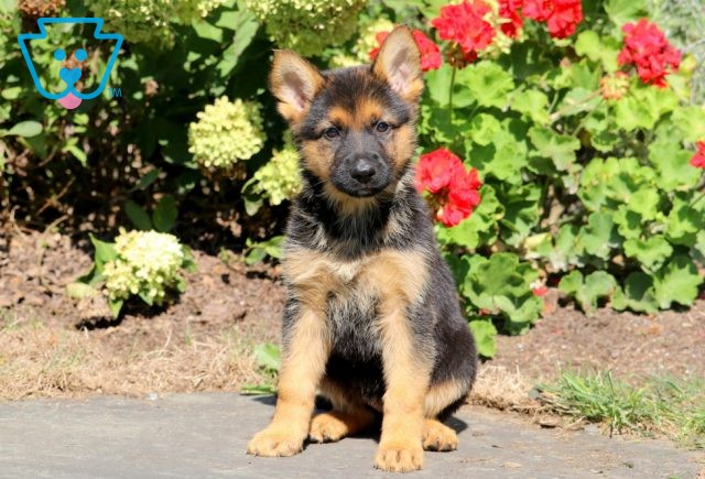 Jazz German Shepherd 1-001