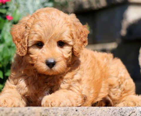 a mini goldendoodle puppy for sale