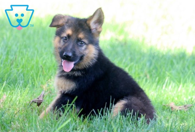 Jet German Shepherd 1-001