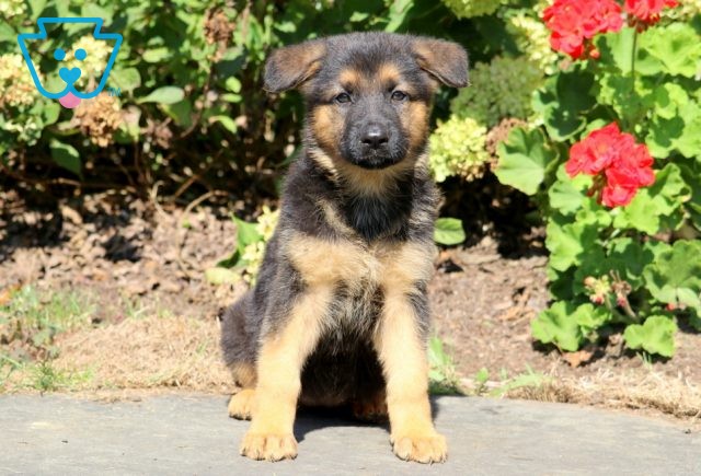 Judge German Shepherd 1-001