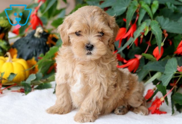 Kingston Shihpoo 1-001