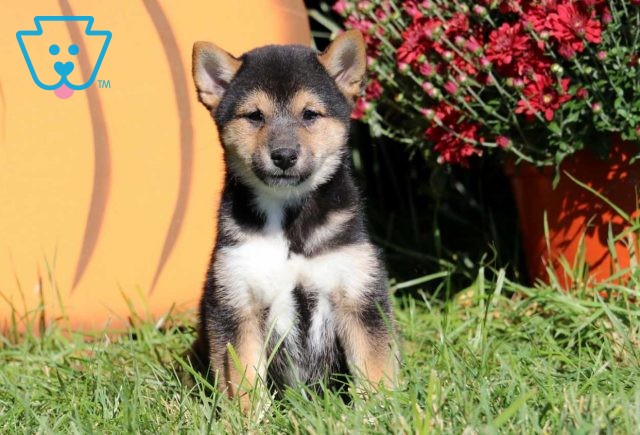 Larz Shiba Inu