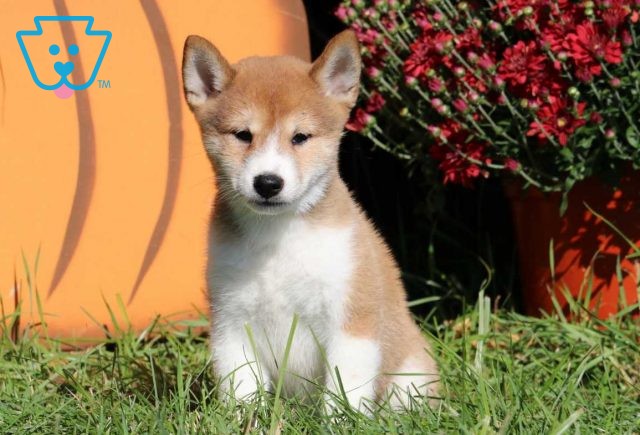 Lj Shiba Inu