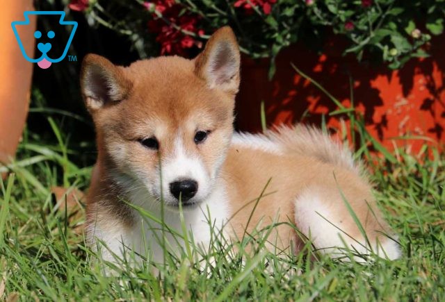 Lj Shiba Inu2