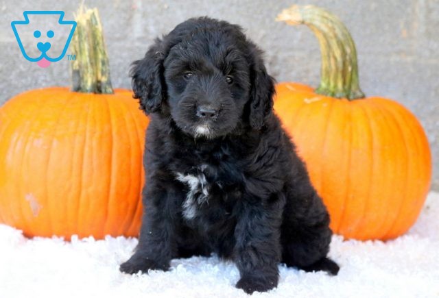 a mini goldendoodle puppy for sale