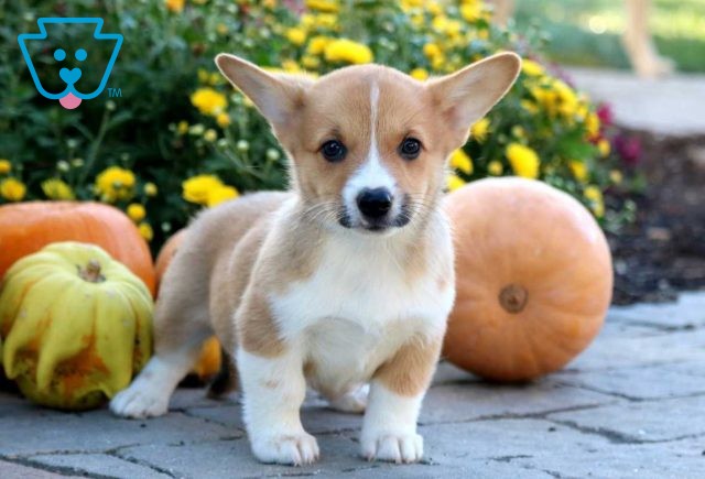 Pattycakes corgi