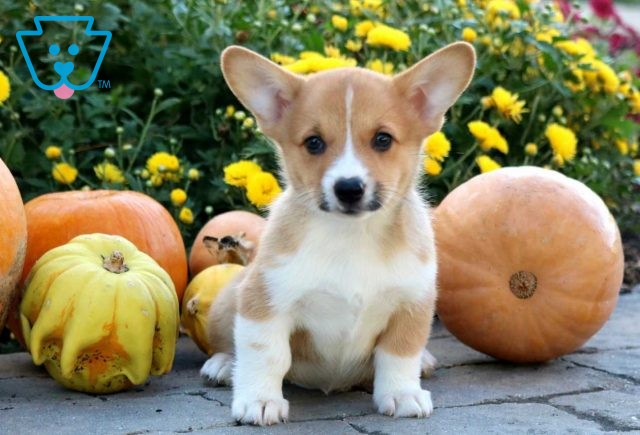 Pattycakes corgi2