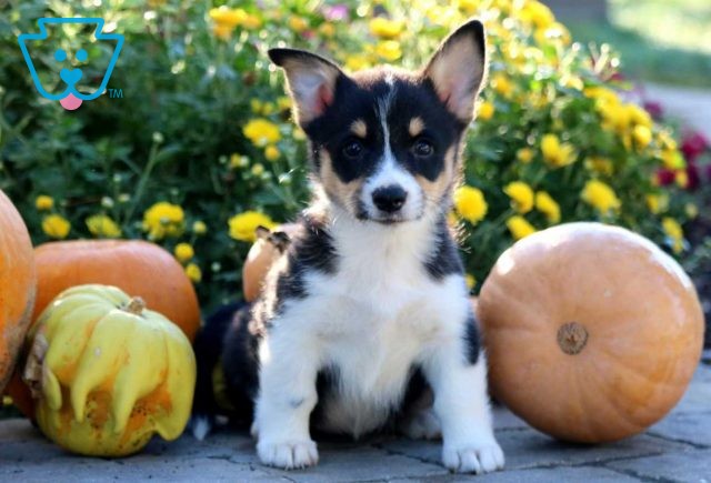 Penelope Corgi