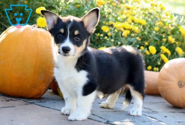 Penelope Corgi2