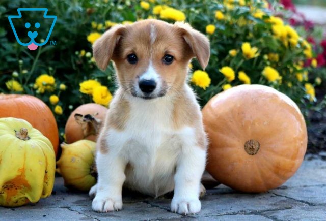 Polly Corgi