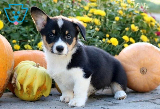 Pretty Corgi