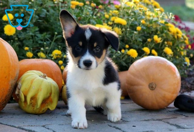 Pretty Corgi2