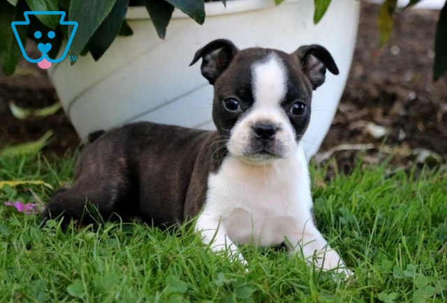 Rainbow Boston