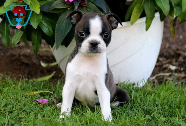 Rainbow Boston2