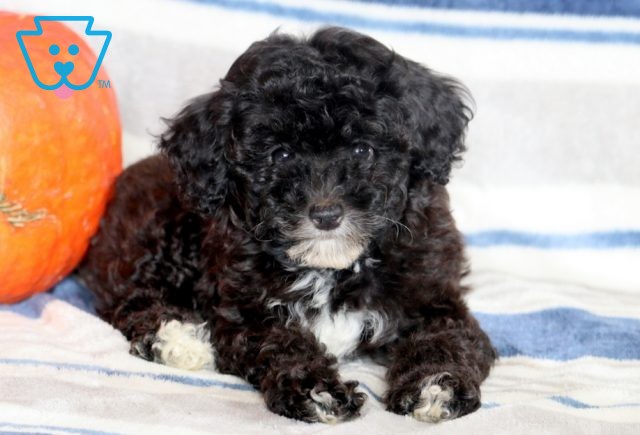 Ranger Mini Poodle 1-001