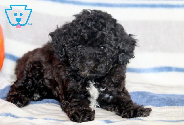 Rocket Mini Poodle 1-001