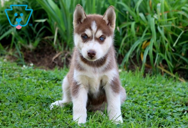 Salsa Siberian Husky 1-001