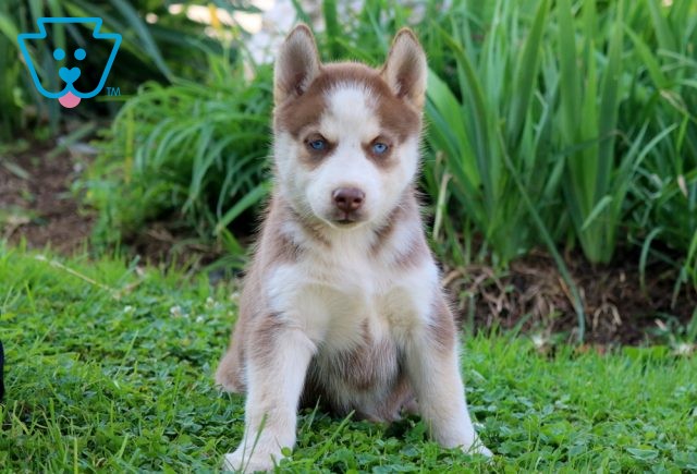 Shakespeare Siberian Husky 1-001