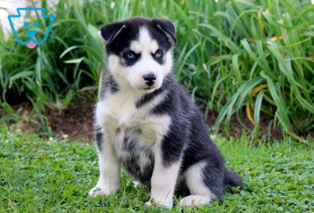 Shamrock Siberian Husky 1-001