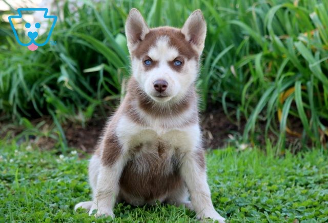 Sissy Siberian Husky 1-001