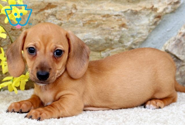 Spanky Mini Dachshund 1-001