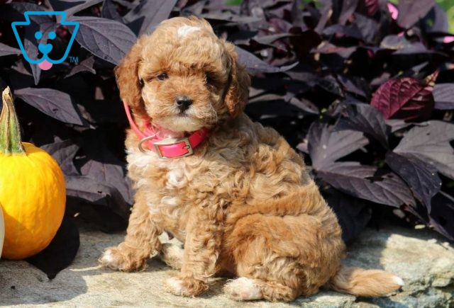 Tabby Mini Poodle