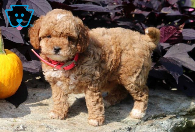 Tabby Mini Poodle2