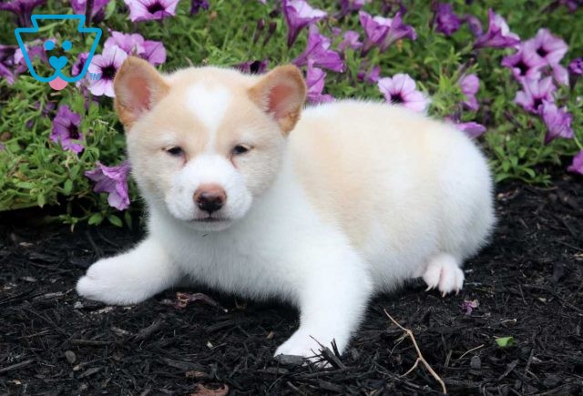 Theo Shiba Inu