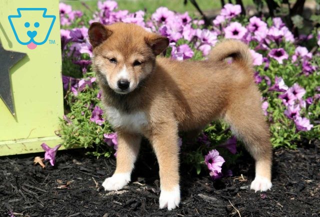 Trixie Shiba Inu