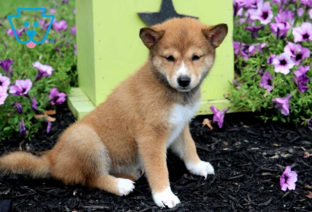 Trixie Shiba Inu2