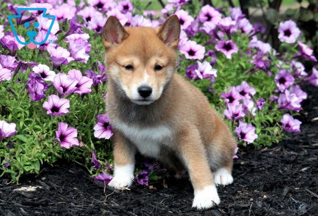 Turner Shiba Inu