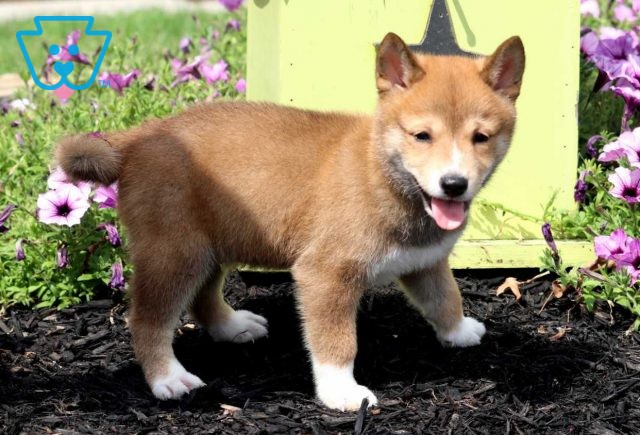 Turner Shiba Inu2